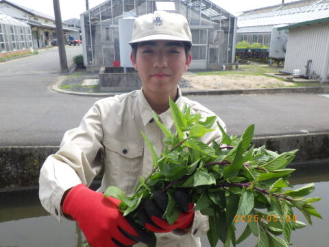 【園芸科学科】日本薄荷の収穫をしました