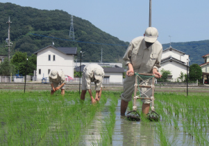 有機JAS認定圃場での安心安全な米づくり