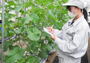 野菜の栽培