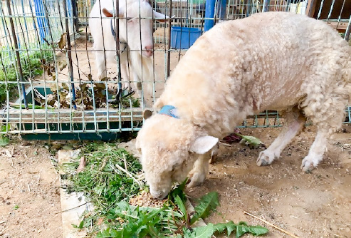 実験動物専攻