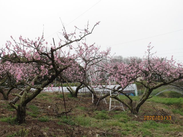 桃の花